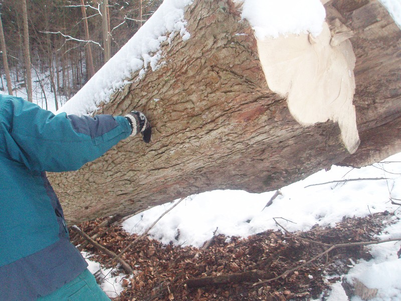 233_(2011-01-28)_09.jpg