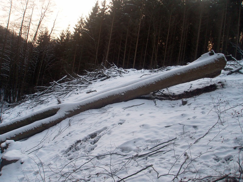233_(2011-01-28)_11.jpg