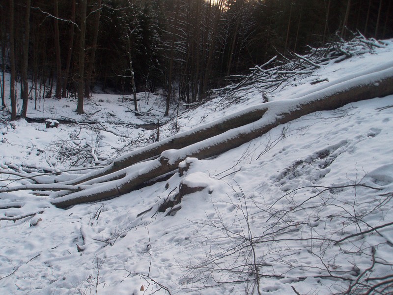 233_(2011-01-28)_12.jpg